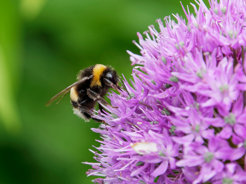 Busy Bee Macro