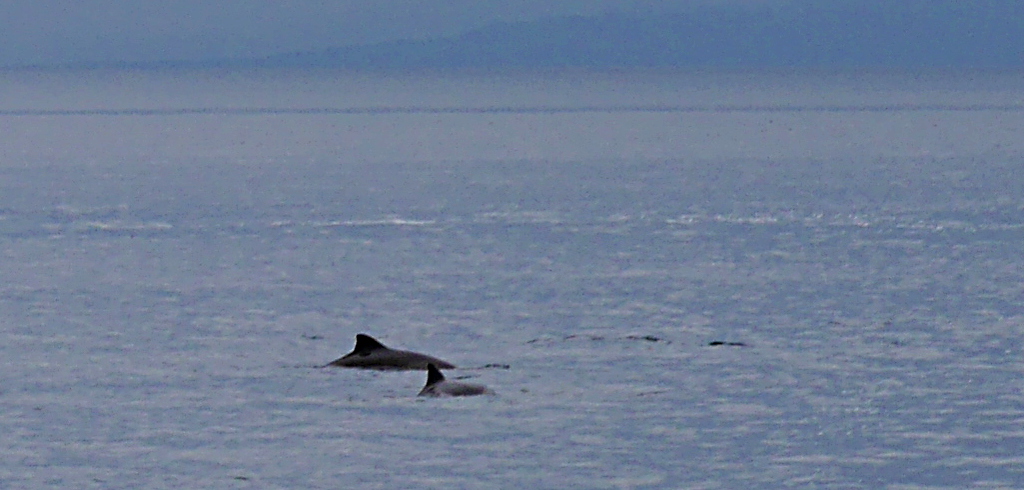 Porpoises